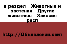  в раздел : Животные и растения » Другие животные . Хакасия респ.